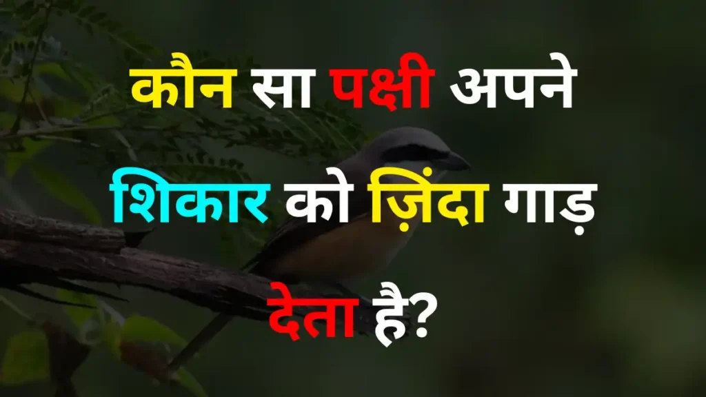 GK Quiz: कौन सा पक्षी अपने शिकार को ज़िंदा गाड़ देता है?